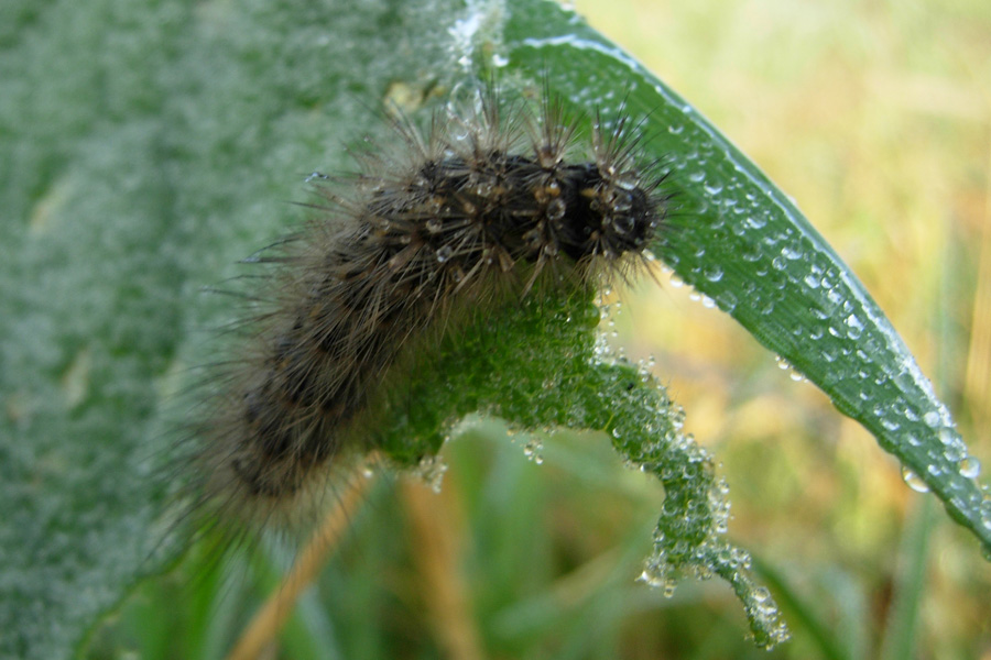 Bruchi di Arctidae